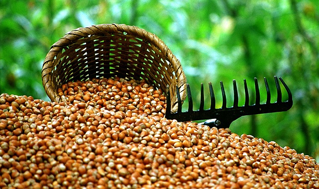 01 Aralık Sakarya Fındık Fiyatları Açıklandı