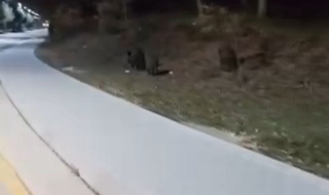 Aç kalan domuz sürüleri, üniversite kampüsüne indi