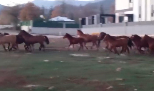 Aç kalan yılkı atları şehir merkezine indi
