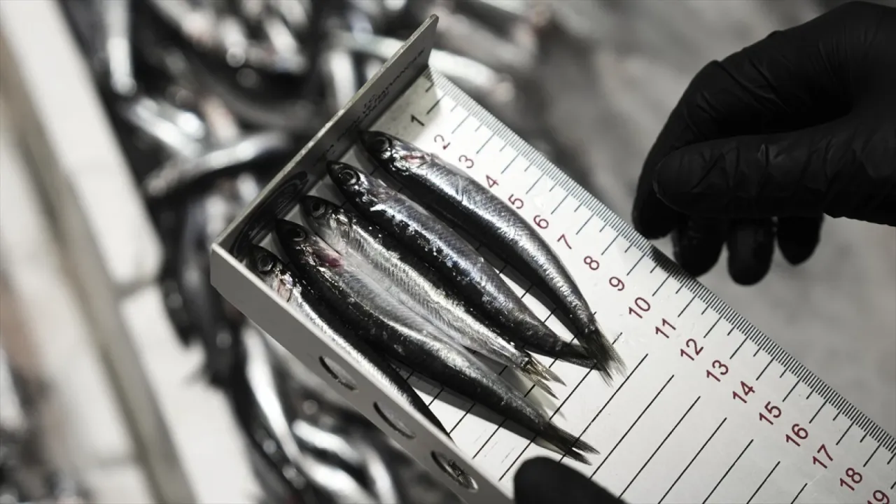 Ankara'da bu yıl 6 bin 161 su ürünleri denetimi yapıldı