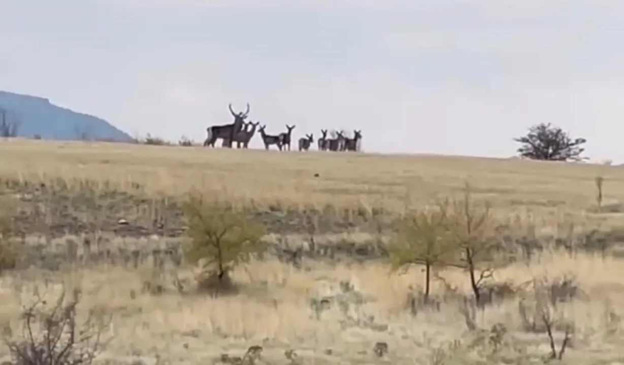 Ankara’da yaban geyiği sürüsü kamerada