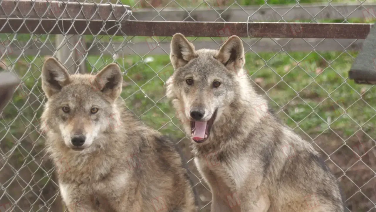 Arifiye'de bir doğa harikası: Gölya Tabiat Parkı'ndan fotoğraflar