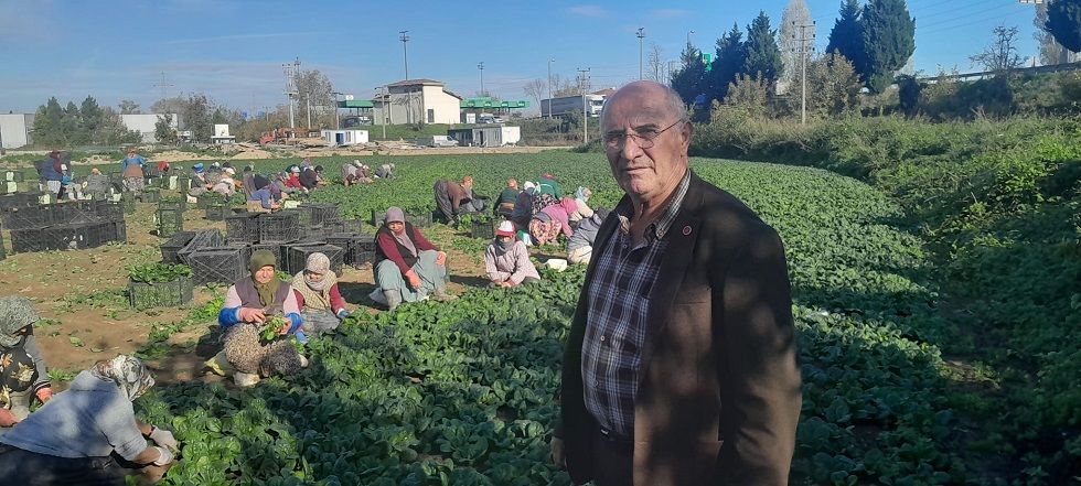 Arifiyeli Ispanak üreticisi dertli “Kazanmıyoruz”