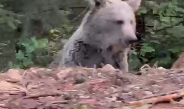 Ayıyla sohbeti gülümsetti: "Selamın aleyküm kanka, cips vereyim mi"