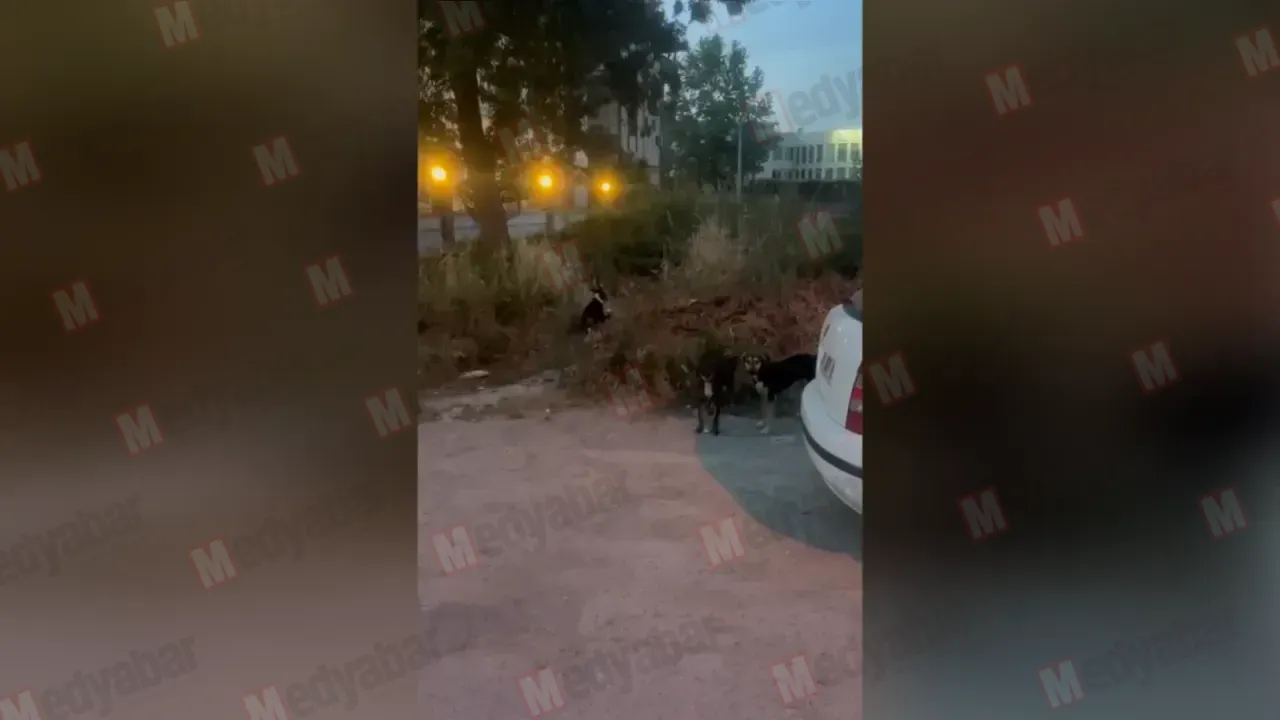 Bağlar Mahallesi'nde sokak köpeği dehşeti