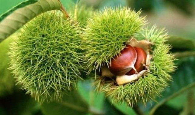 Bakanlık yüzde 75 destek veriyor