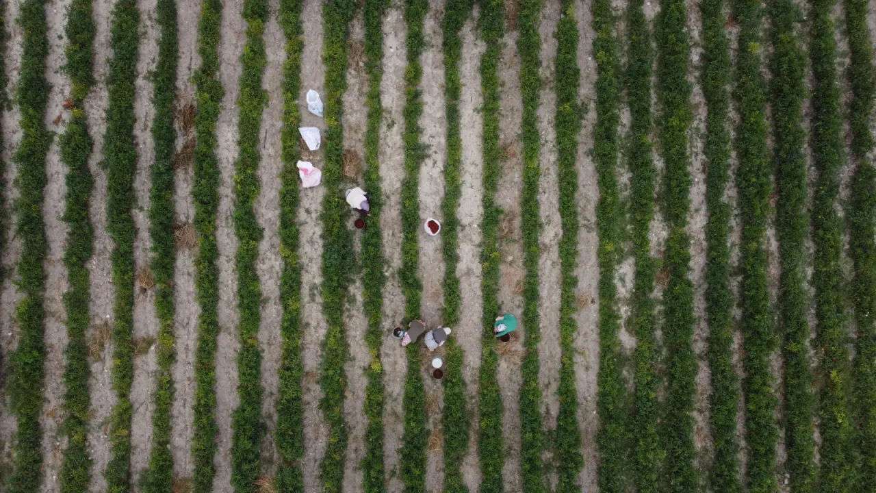 Bilecik'in tescilli "Çukurören biberi"nin üretim alanı kuraklık nedeniyle azaldı
