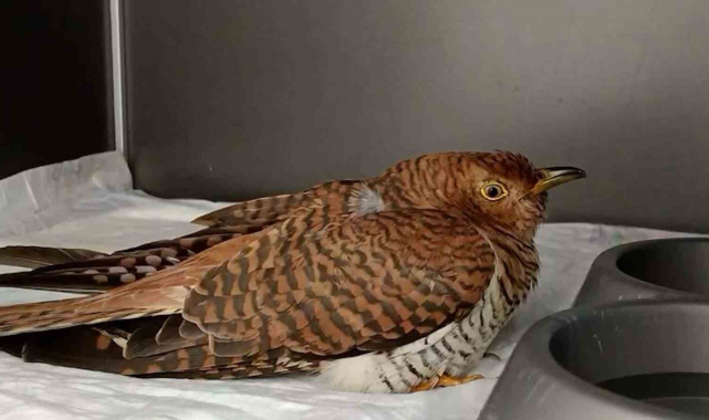 Bolu'da 132 yaban hayvanı tedavi edilerek doğaya salındı