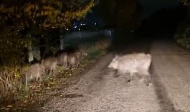 Bolu'da aç kalan domuz sürüsü yola indi