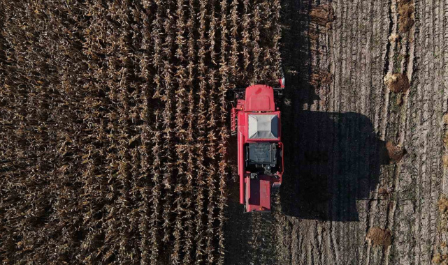 Bolu'da dane mısır hasadı başladı