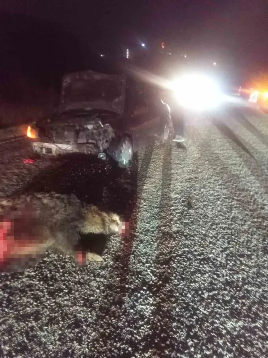 Bolu’da domuza çarpan otomobil hurdaya döndü: 1 yaralı