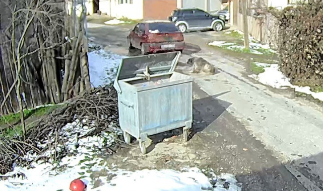 Bolu'da ezilen köpeğin röntgeninden 400 saçma çıktı: