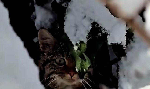 Bolu'da karlar arasında yaban kedisi görüntülendi