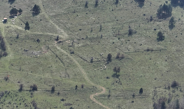 Bolu'da kayıp hayvanlar dronla bulundu