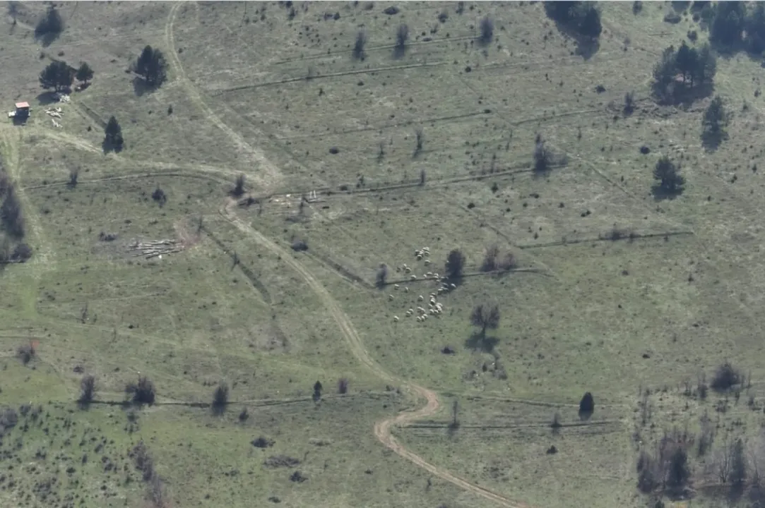 Bolu’da kayıp hayvanlar dronla bulundu