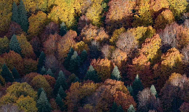 Bolu'da ormanlık alanlarda sonbahar güzelliği