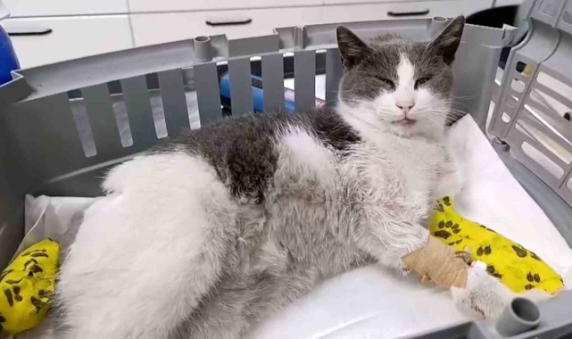 Bolu'da otomobilin çarptığı kedi, tedavi için İstanbul'a sevk edildi