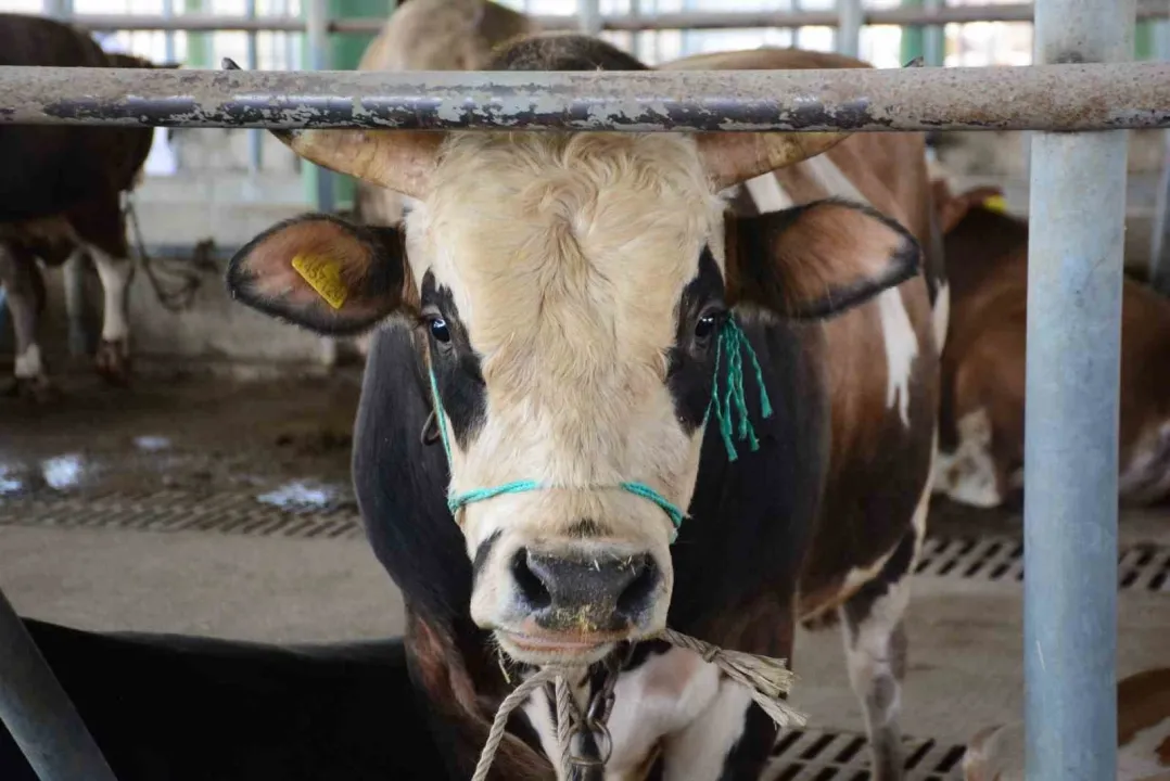 Bolu’da şap kısıtlamaları kaldırıldı