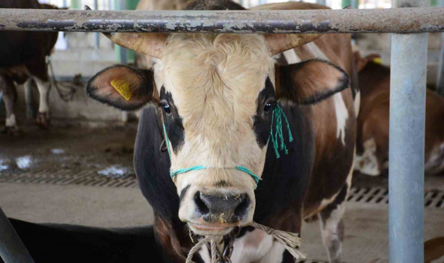 Bolu'da şap kısıtlamaları kaldırıldı