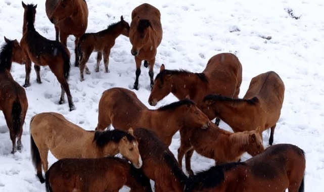 Bolu'da şehir merkezine inen yılkı atlarını belediye ekipleri besledi
