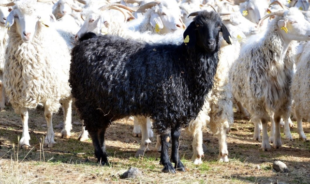 Bolu'da tiftik keçisine 3 milyon liralık destek