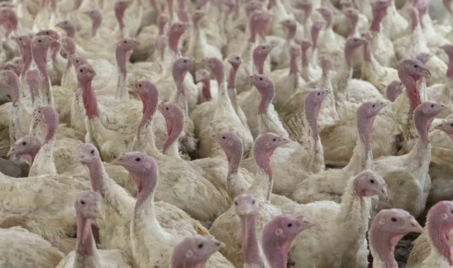 Bolu'da üreticilere "kuş gribi" uyarısı