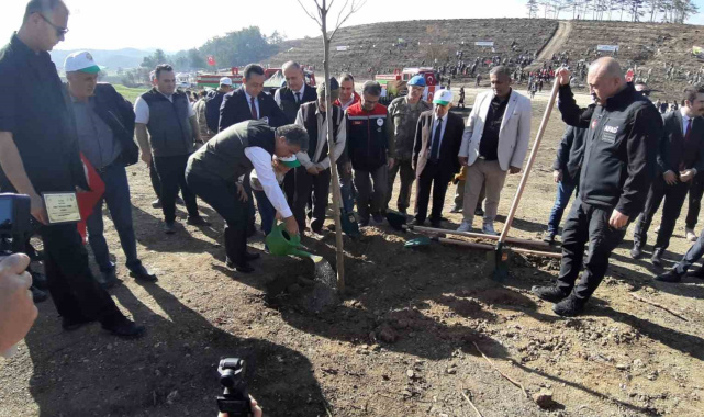 Bolu'da yanan orman yeniden yeşeriyor