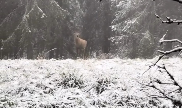 Bolu ormanlarında kızılgeyiğin böğürme anları kameraya yansıdı