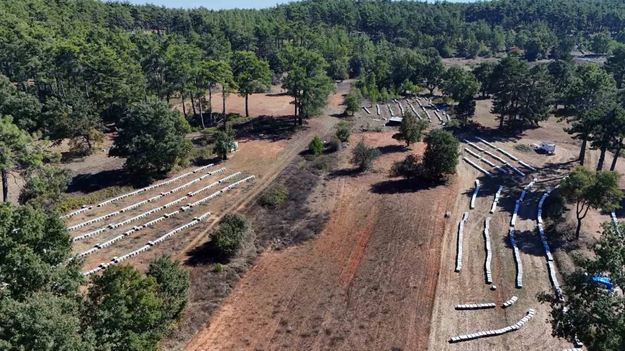 Çam balında rekolte sevinci