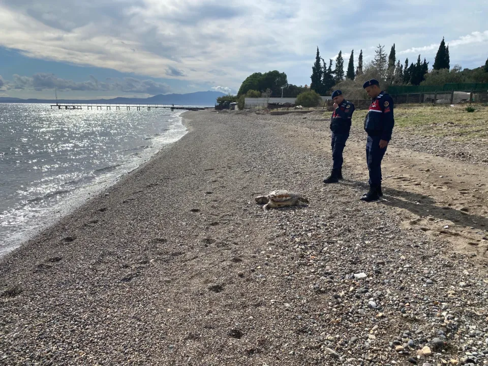 Çanakkale'de 2 ölü deniz kaplumbağası sahile vurdu