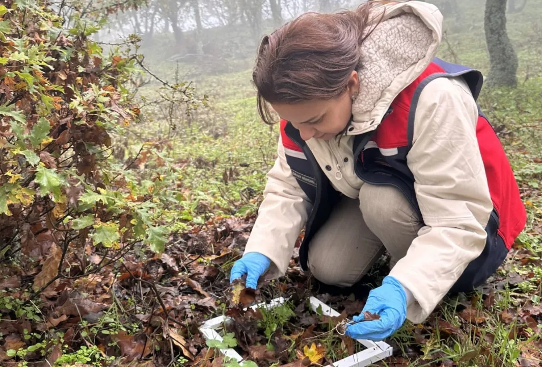 Çanakkale'de süneyle mücadele çalışmaları sürüyor