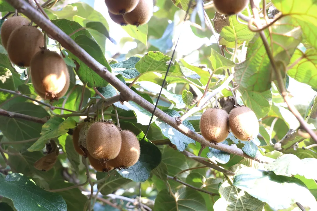 Coğrafi işaret tescilli Yalova kivisinde hasat başladı