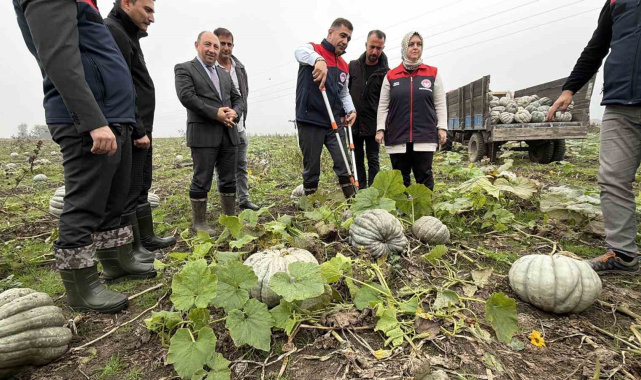Coğrafi işaretli kestane kabağı hasadı başladı