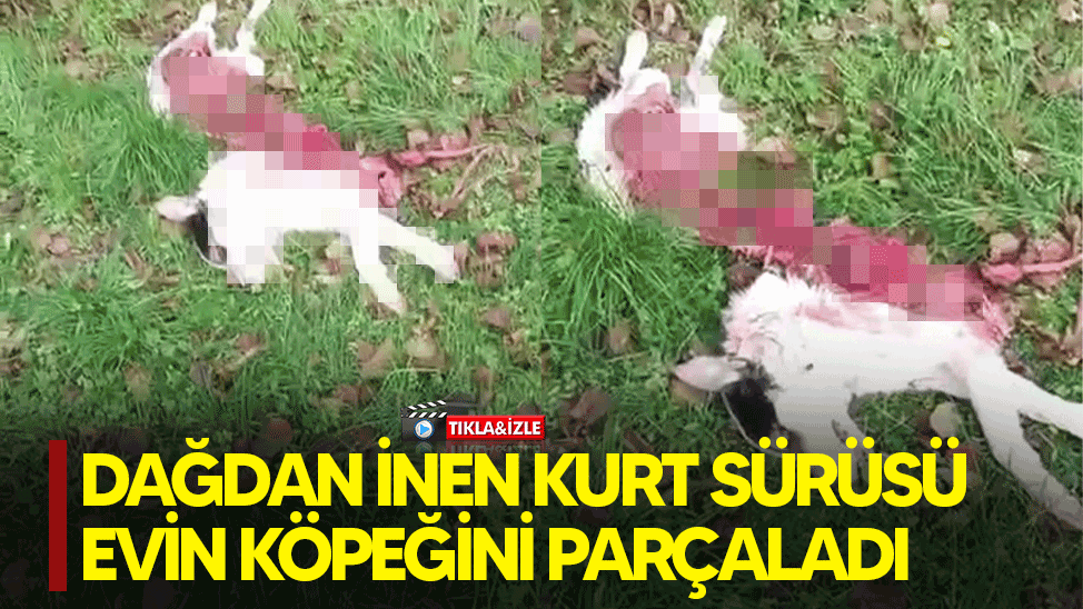 Dağdan inen kurt sürüsü evin köpeğini parçaladı
