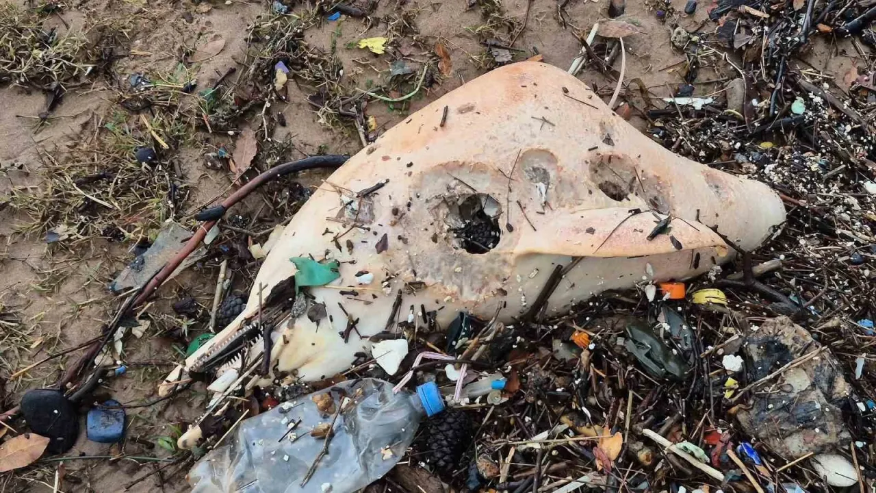 Dev dalgalar, ölü yunus balığının kalıntılarını sahile sürükledi