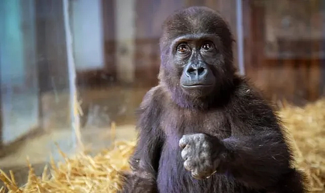 DNA Testi Sonucu: Goril Zeytin Türkiye’de Kalıyor