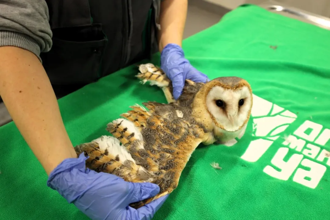 Doğanın şifası Ormanya’da: Yaban hayvanlarına umut oluyor