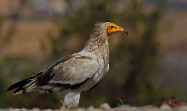 Dünyada sadece 3 yerde görülen doğa olayı: Akbabaların yiyecek döngüsü