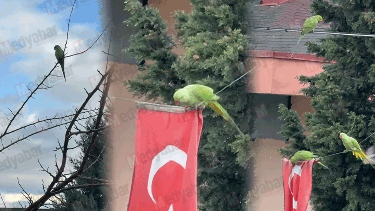 Dünyanın en istilacı türü Adapazarı'ndan sonra Serdivan'da görüldü