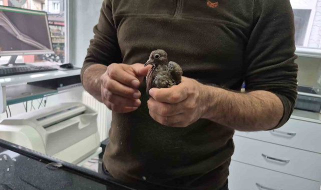 Duyarlı vatandaştan örnek davranış: Yolda bulduğu kumruya su verip veterinere teslim etti