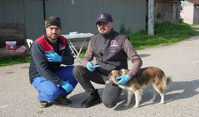 Düzce'de 175 köpek yerinde sahiplendirildi