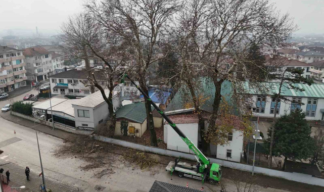 Düzce'de ağaçlara kış bakımı