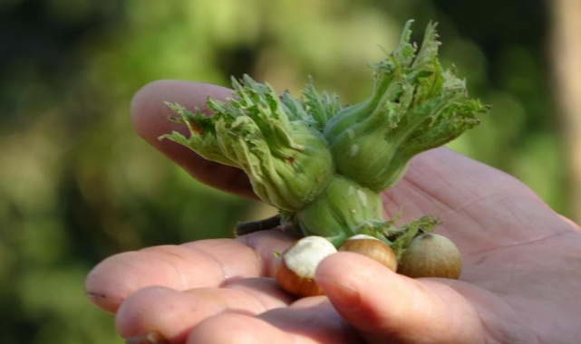 Düzce'de fındık ihraç rakamları geçen yılın gerisinde kaldı