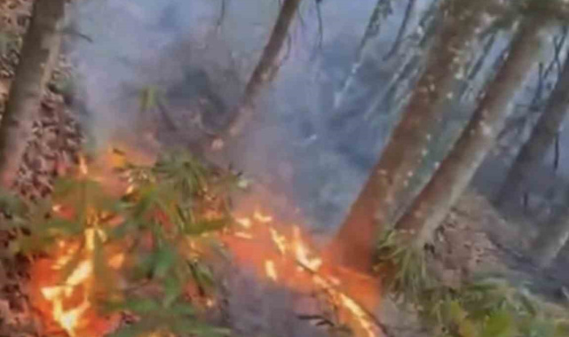 Düzce'de ormanlık alanda örtü yangını