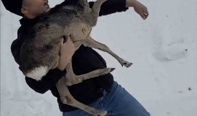 Düzce'de yaralı halde bulunan yavru karaca koruma altına alındı