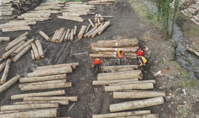 Düzce'den 11 bin 596,5 ton orman ürünü ihraç edildi