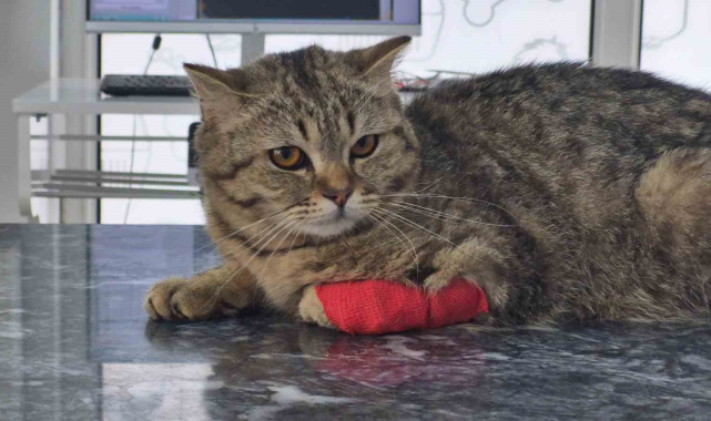 Düzce'den 928 tona yakın kedi köpek maması ihraç edildi