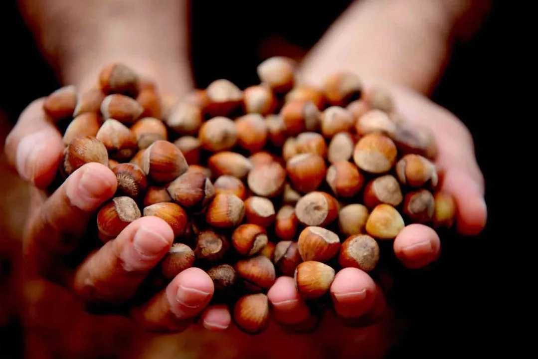 Düzce’den AB'ye 9 ayda 15 bin 288 ton iç fındık ihraç edildi