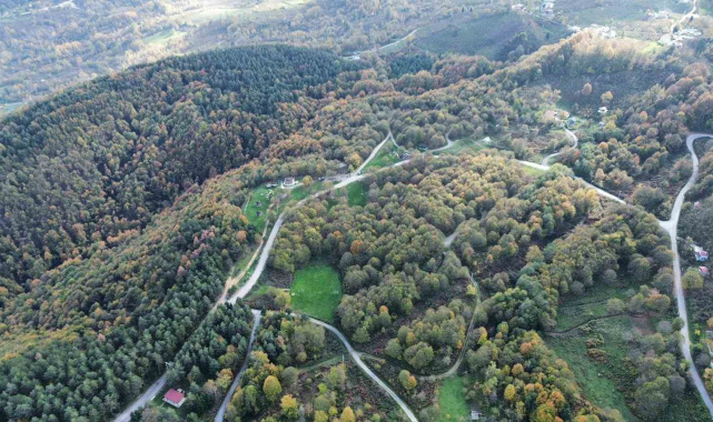 Düzce ormanlarında "renk cümbüşü" yaşanıyor