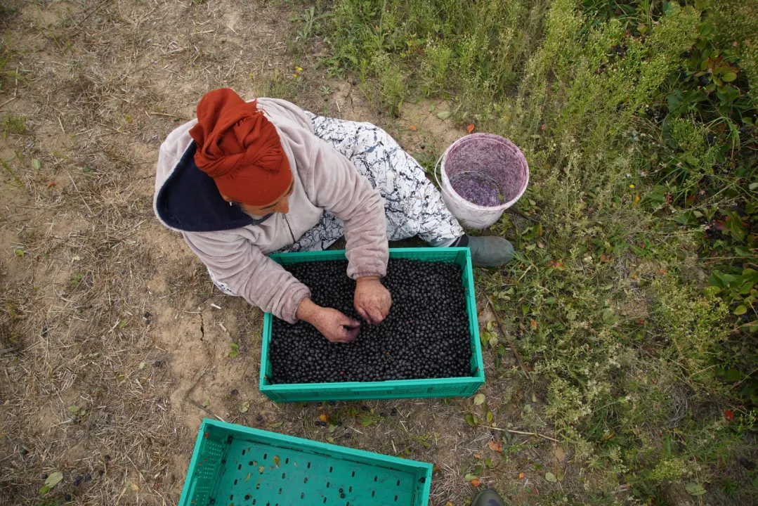 Edirne'de aronya hasadına başlandı